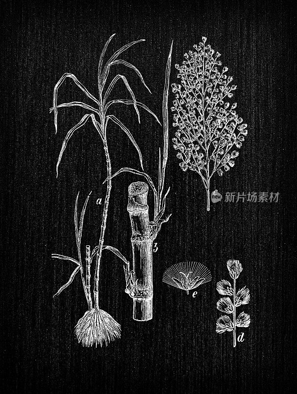 植物学植物仿古雕刻插画:Saccharum officinarum(甘蔗)